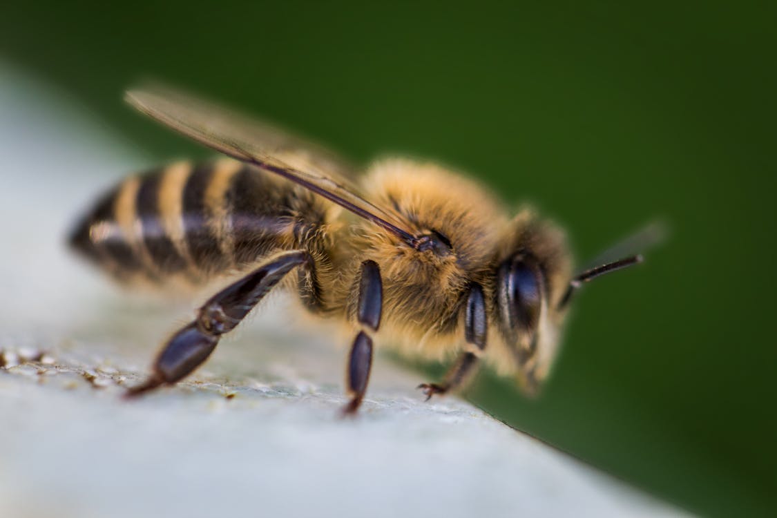 Free Macro Photography of Bee Stock Photo