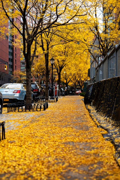 Yellow Leaves on a Sidewalk 