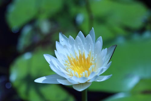 Close-Up Shot of a White Waterlily Flowers