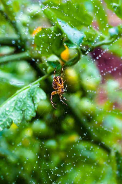Free Detailed shot of a spider resting on its web surrounded by green leaves and dewdrops. Stock Photo