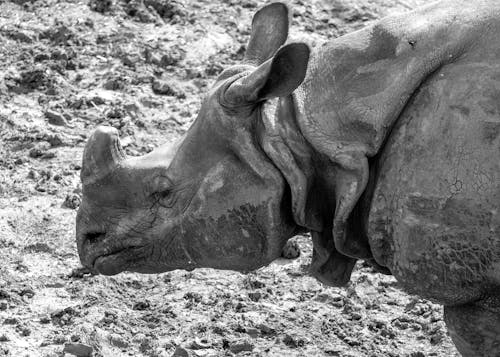 Close-Up Shot of a Rhinoceros 