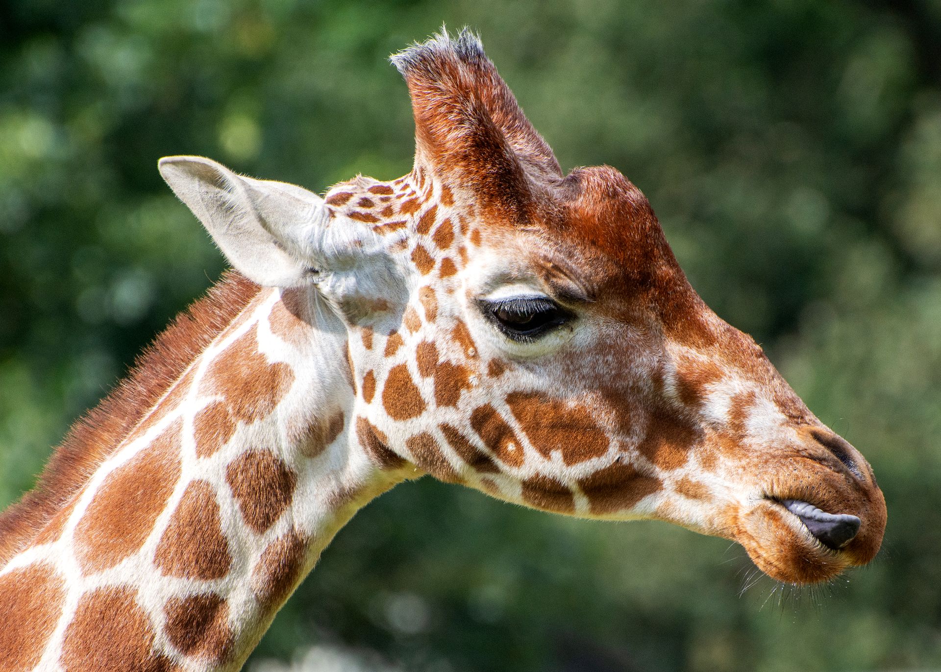 Close-up image of a reticulated giraffe at Whipsnade Zoo with lush green background.