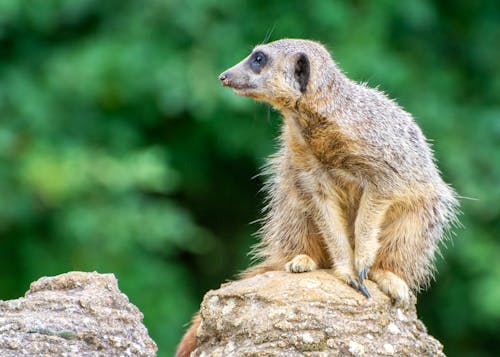 A Brown Meerkat Sitting on a Brown Rock