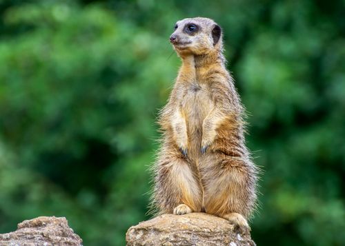 Free Captivating wildlife photo of a meerkat standing alert on a stone in Whipsnade, England. Stock Photo