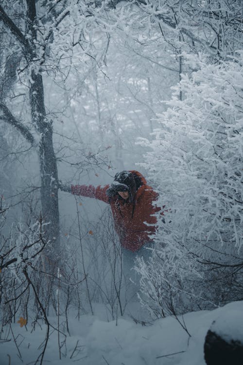Δωρεάν στοκ φωτογραφιών με βαρύ χιόνι, δασικός, δέντρο