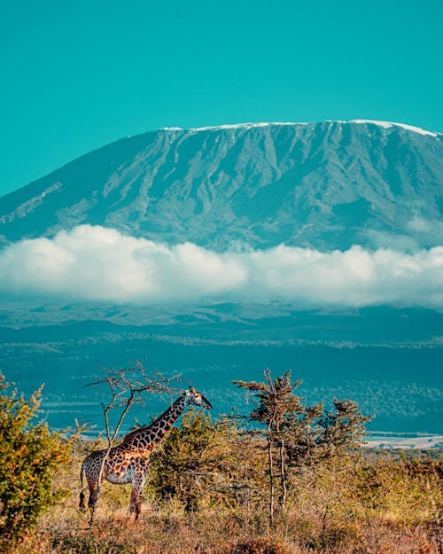 Foto stok gratis binatang, gunung, jerapah