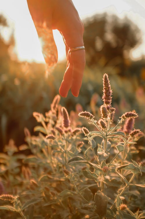 Foto profissional grátis de campo de feno, luz do sol, mão