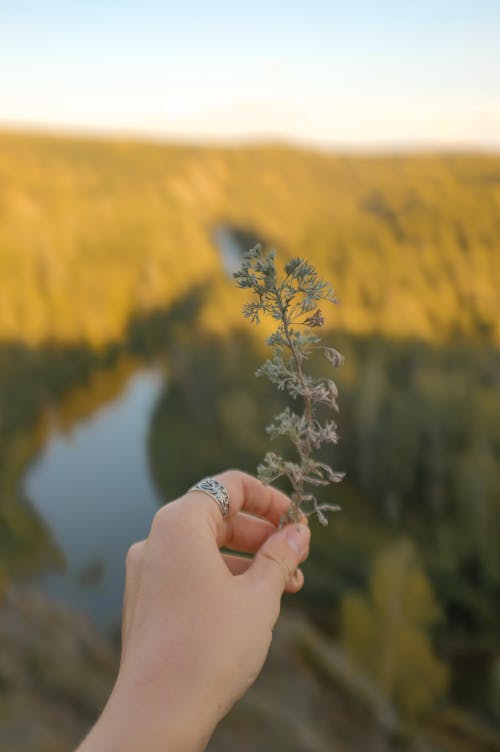 Woman Hand Holding Plant with Forest and River in Background