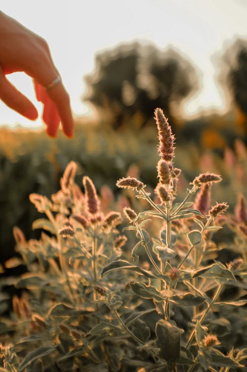 A Person's Hand Near a Plant