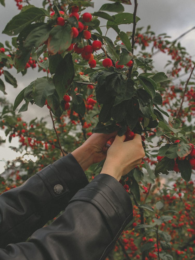 Hands Picking Malus Prunifolia Fruit On Tree Branch 