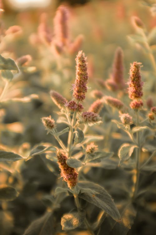 Brown and Green Plant