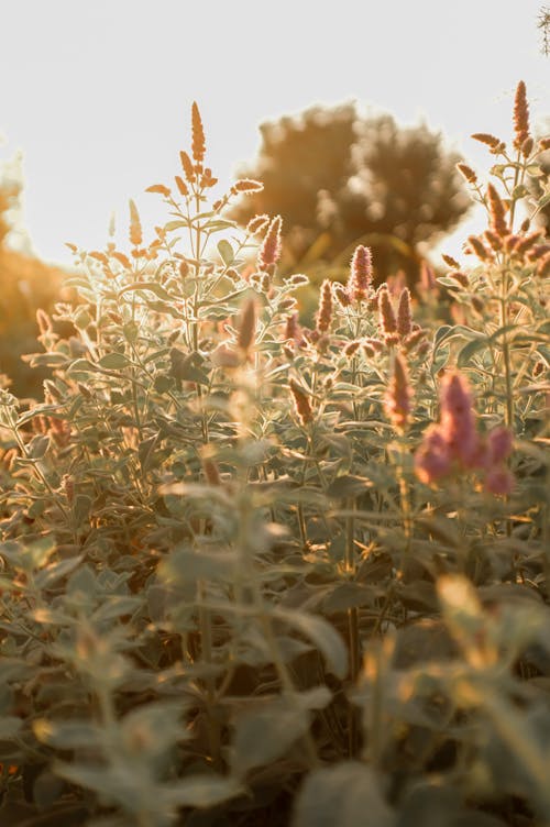 Foto profissional grátis de botânica, campo de feno, luz do sol