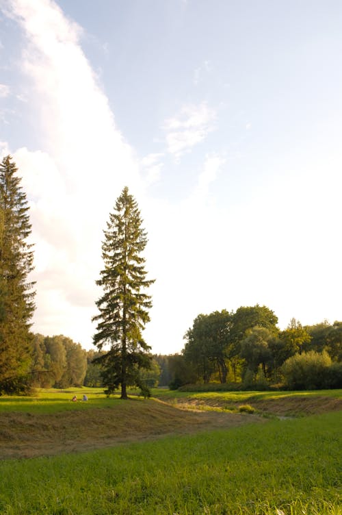 Foto profissional grátis de área, árvores, campina