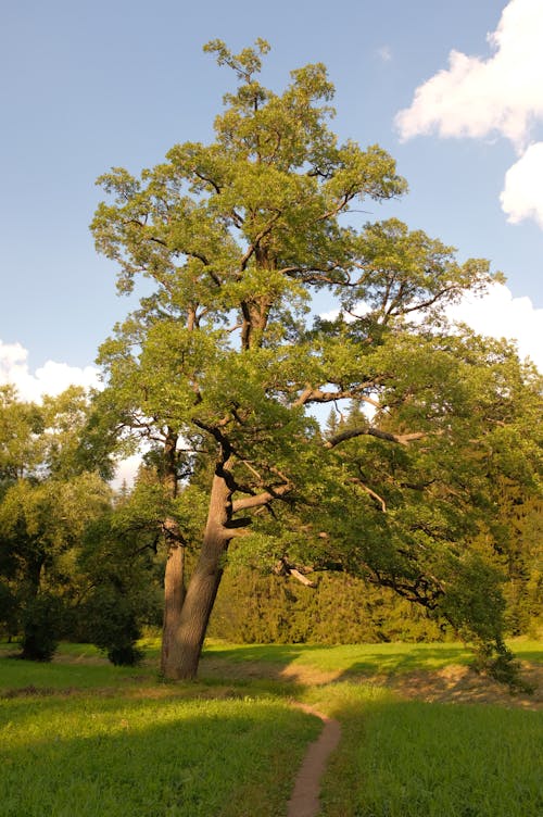 Photo of a Tree on Grassland