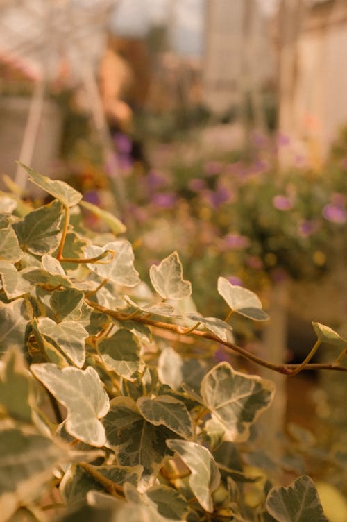 close-up Shot of a Vine Plant