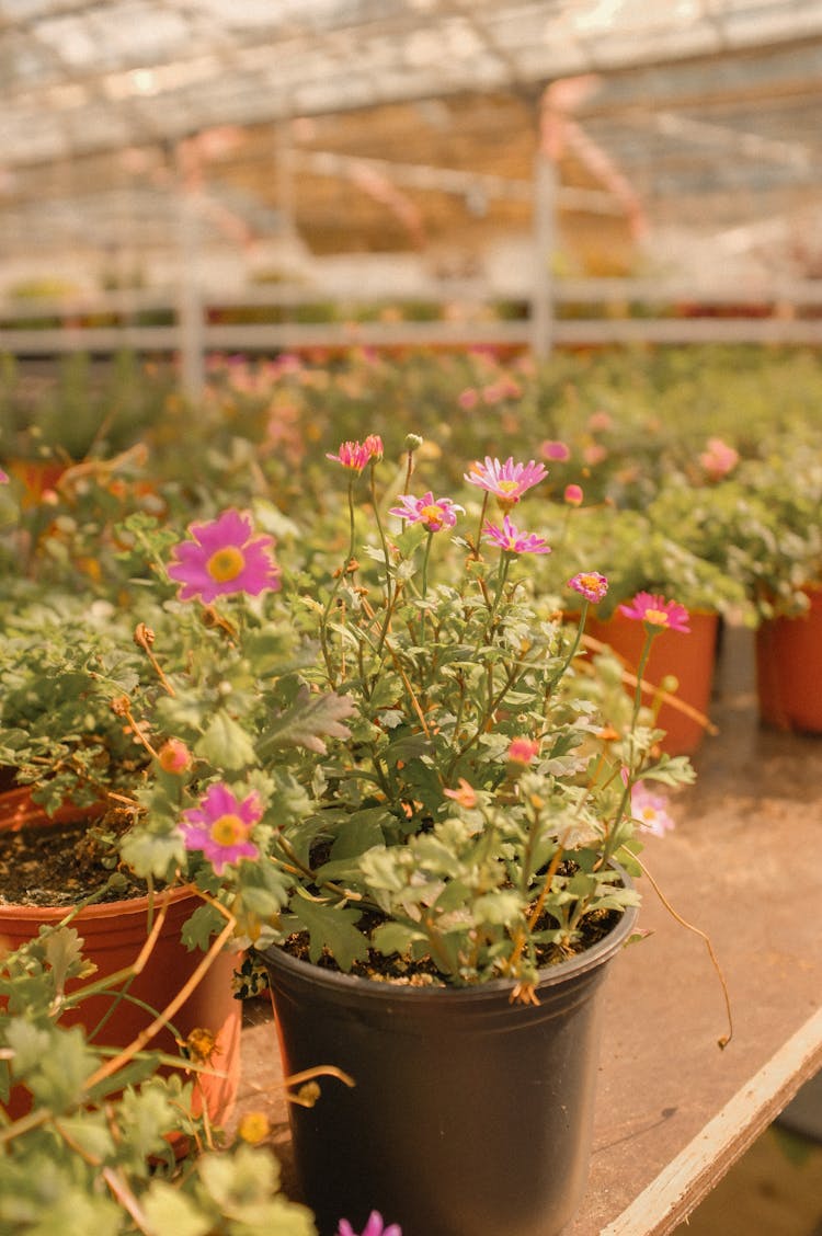 Potted Flowers In A Garden Shop 