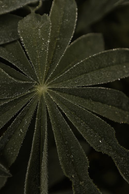 Green Leaf in Close Up Photography