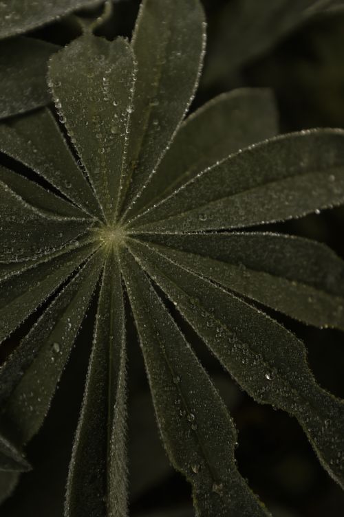 Free Intimate shot of a lupine leaf with dewdrops, highlighting nature's delicate beauty. Stock Photo
