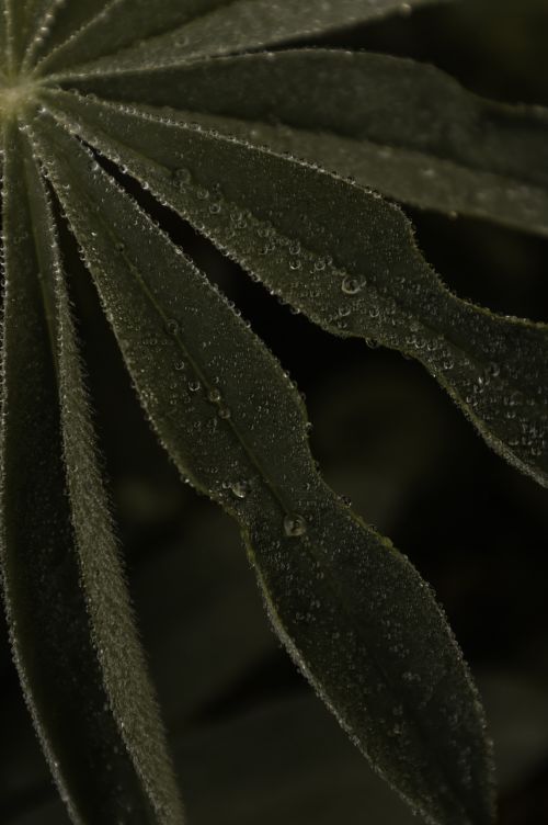 Free Detailed close-up of green leaves with fresh dew droplets, reflecting a lush natural environment. Stock Photo
