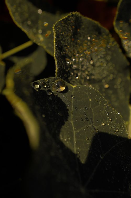 Free A close-up image capturing glistening dewdrops on a dark green leaf. Stock Photo