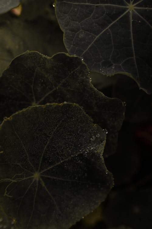 Macro Photography of Leaves with Water Droplets