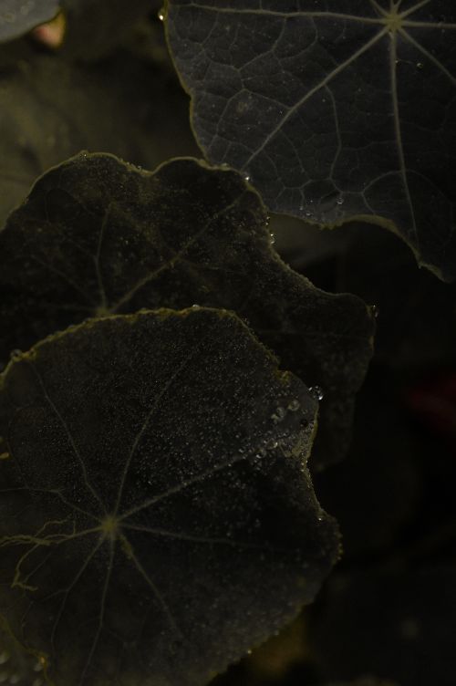 Free Macro shot capturing the texture and droplets on dark leaves, showcasing nature's detail. Stock Photo
