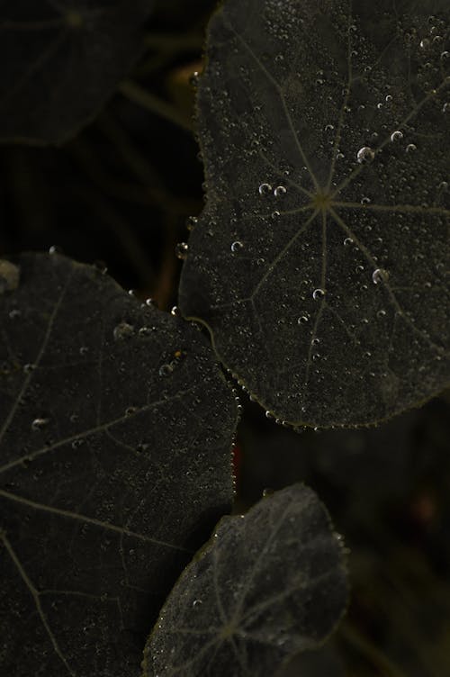 Water Droplets on Dark Green Leaves 