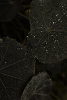 Close-up view of water droplets on dark green leaves, showcasing natural beauty.