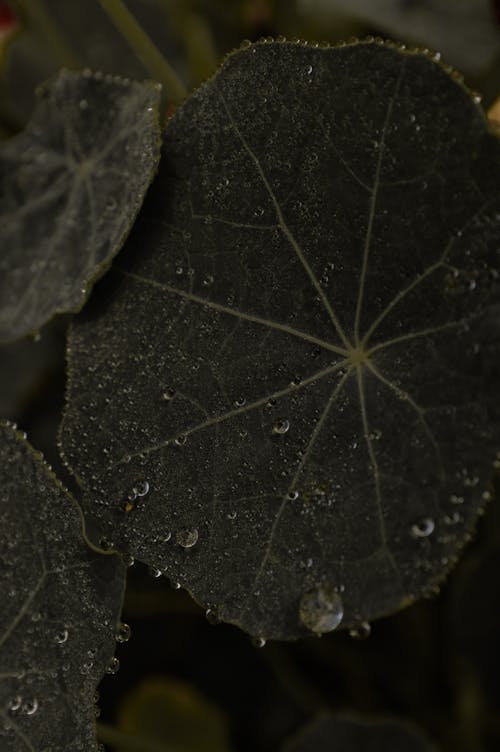  Leaves with Water Droplets