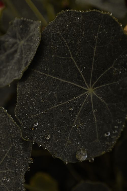 Free Macro shot of dark green leaves with water droplets creating a moody effect. Stock Photo