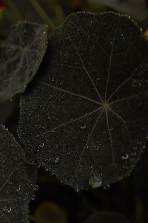 Close-Up Shot of Leaves with Water Droplets