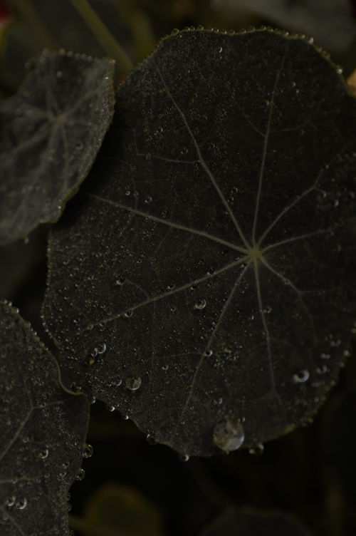 Free A detailed close-up of a dark leaf with water droplets, highlighting texture and natural patterns. Stock Photo