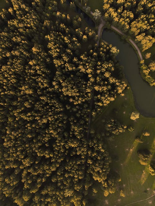 Imagine de stoc gratuită din arbori, câmp, codru