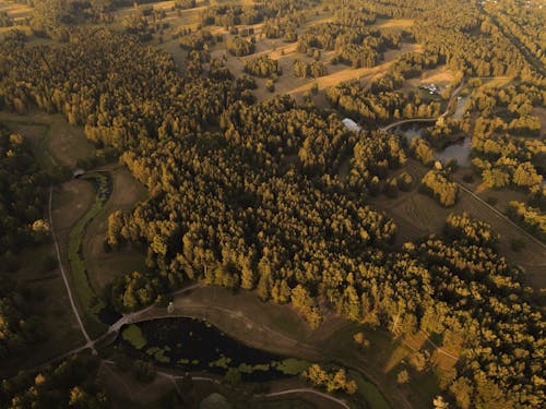 Darmowe zdjęcie z galerii z drzewa, fotografia lotnicza, krajobraz