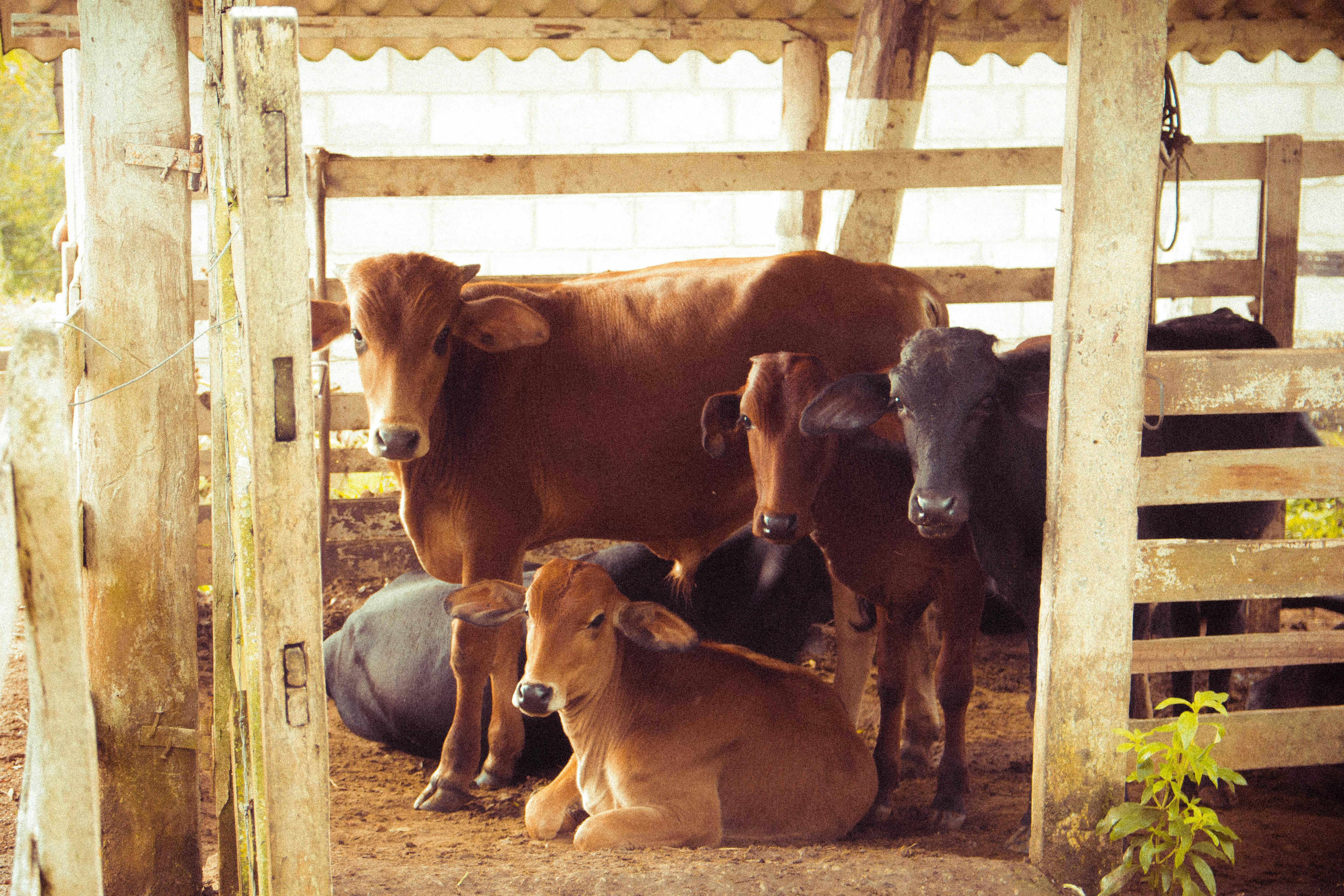 herd of brown calf