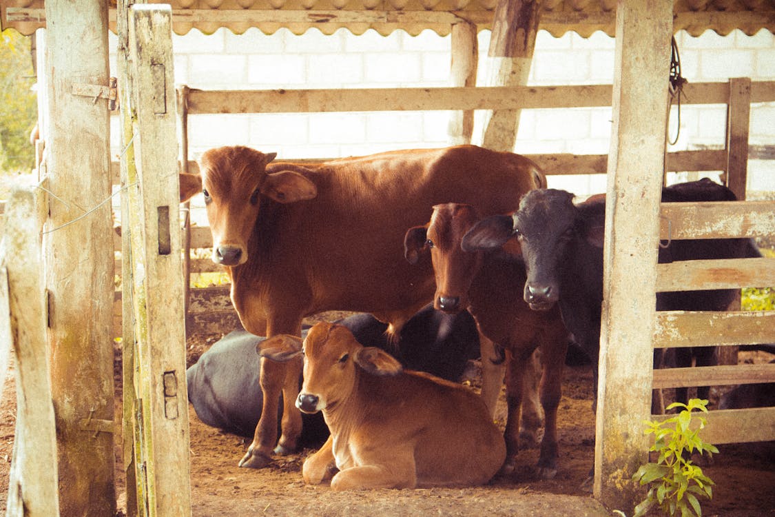 Free Herd of Brown Calf Stock Photo