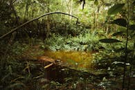 巴西亚马逊雨林中郁郁葱葱的植被包围着宁静的池塘