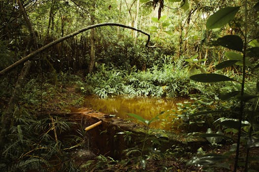 巴西亚马逊雨林中，一个宁静的池塘被郁郁葱葱的植被环绕