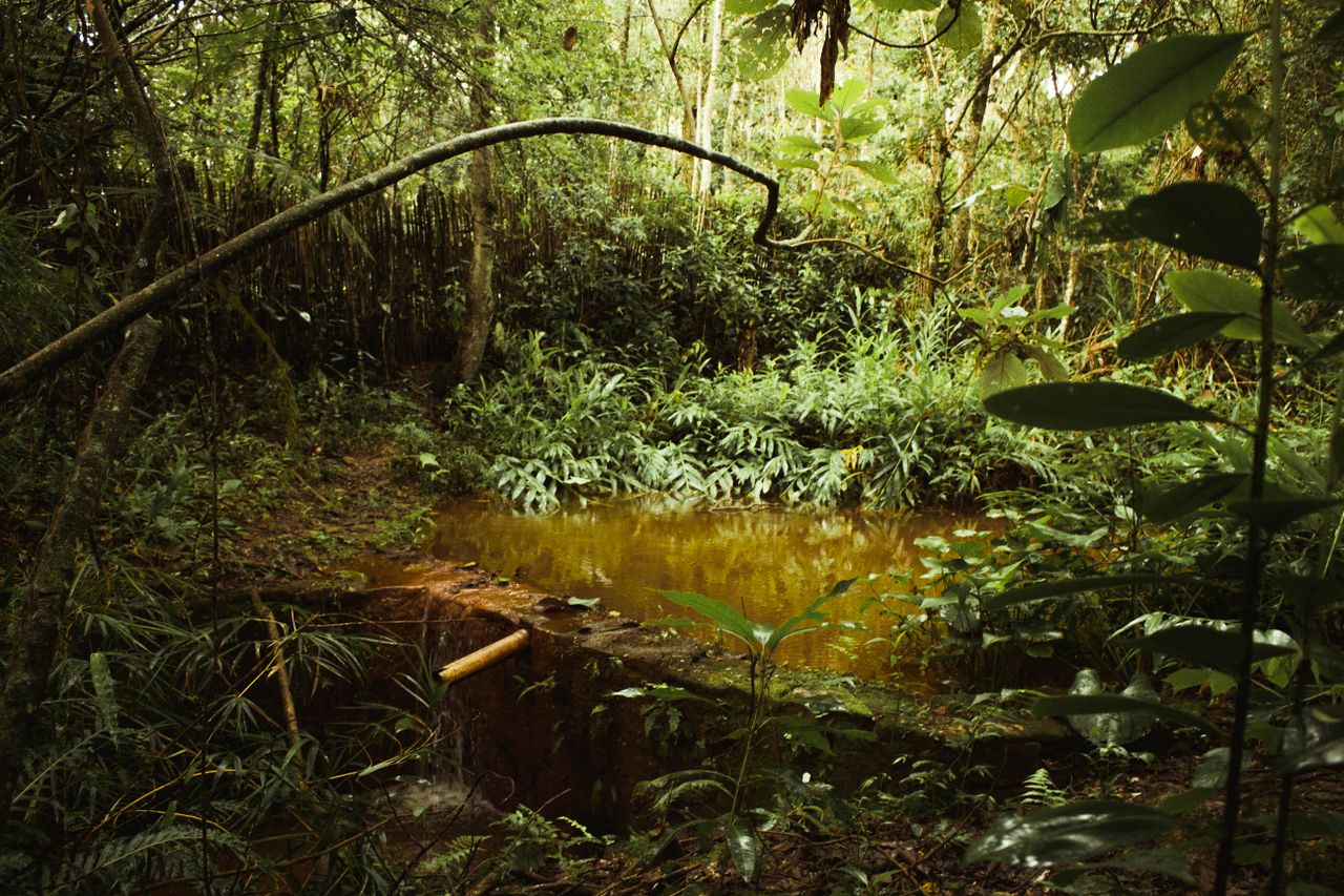 Lula réélu au Brésil : protecteur de l'Amazonie et record de pétrole
