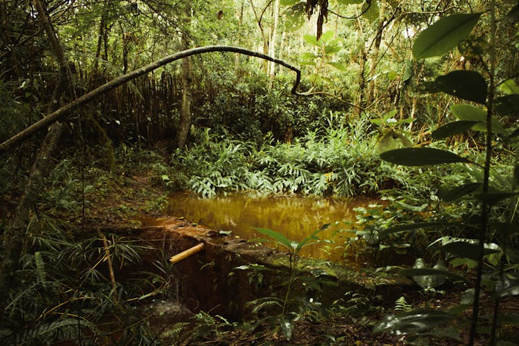 Pond Surrounded By Plants At Daytime