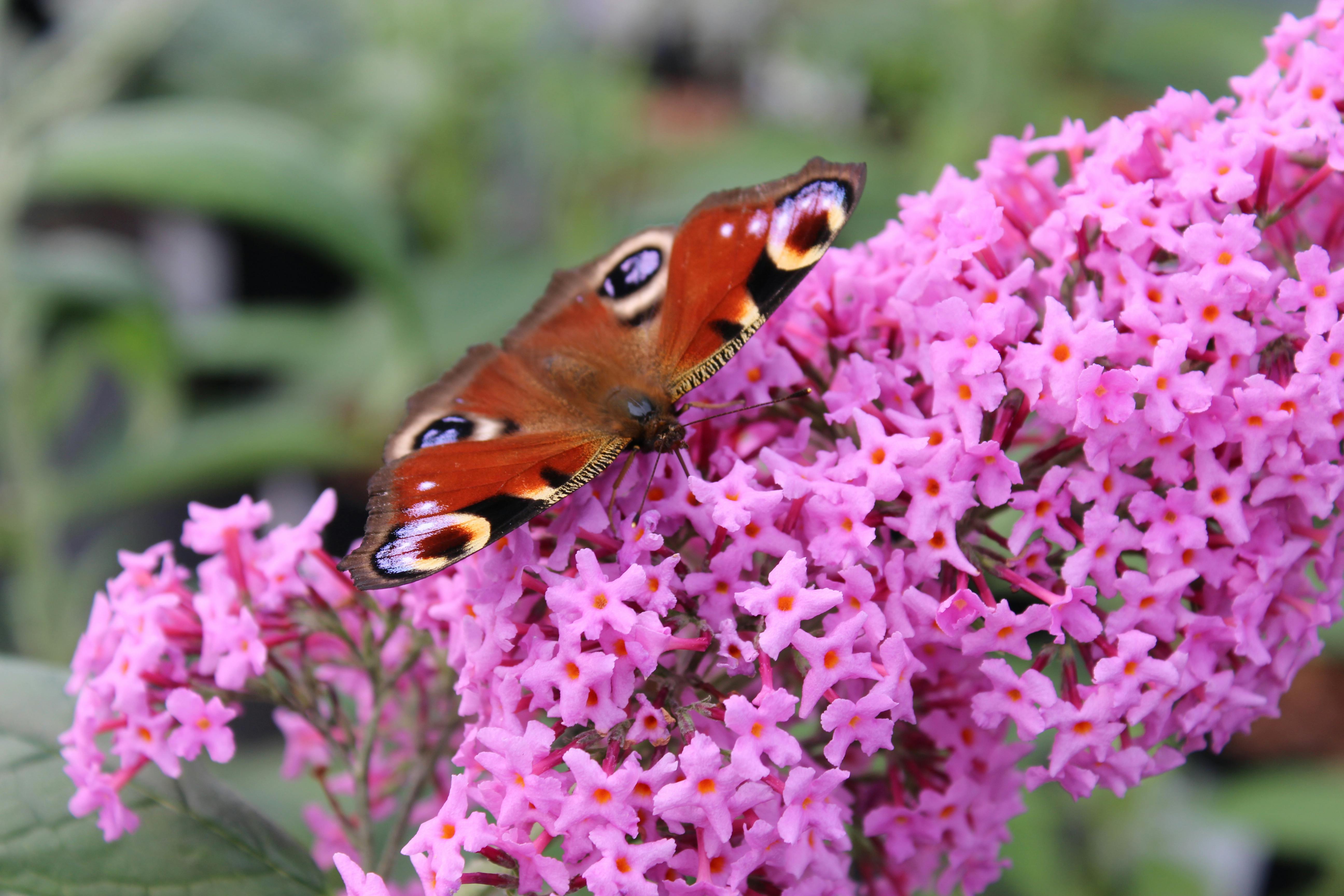 Free stock photo of beautiful, britain, butterfly