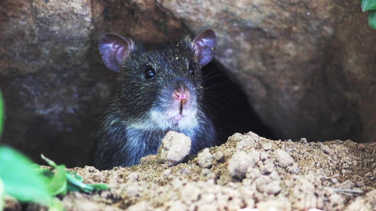 Rodent control and rat removal in Fuengirola