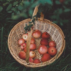 A woven willow basket of just-picked apples on orchard grass. Photo by Nikolaeva Nastia on Pexels