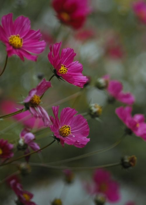 Free Rich pink cosmos flowers with delicate petals and green stems, captured in natural light outdoors. Stock Photo