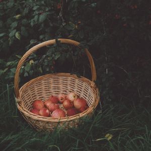 The basket resting under the tree, half filled with fruit. Photo by Nikolaeva Nastia on Pexels