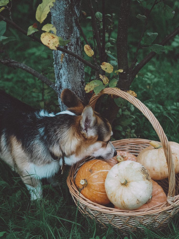 Dog Beside A Basket