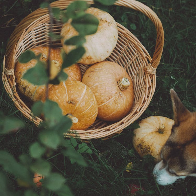 Dog Sniffing Grass And A Basket With Pumpkins 