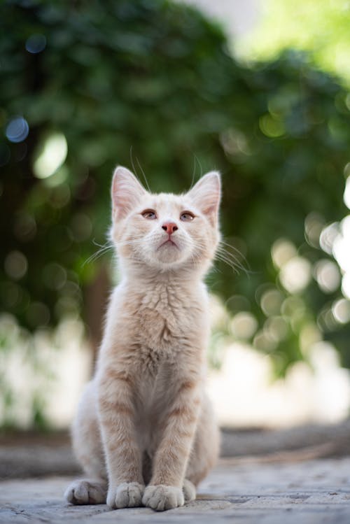 White Cat in Selective Focus