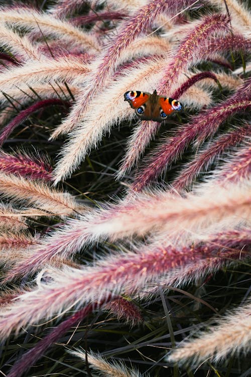 Prachtige Vlinder Op Paarse Grassen