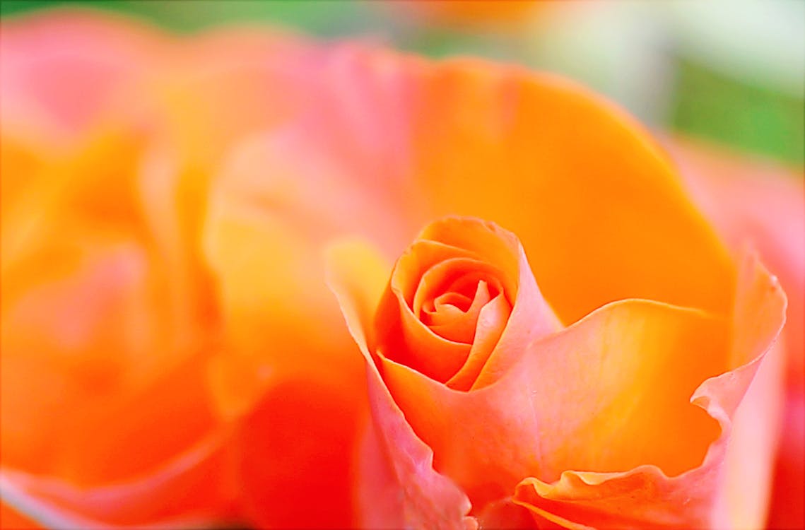 Shallow Focus Photography of Orange Petal Flower